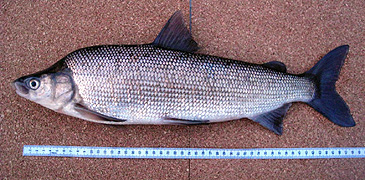 557_David M. Runfola_Humpback Whitefish_Coregonus pidschian.jpg